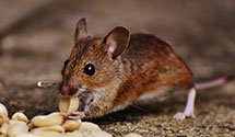 24 Hour & Emergency Exterminators in Truth Or Consequences, NM